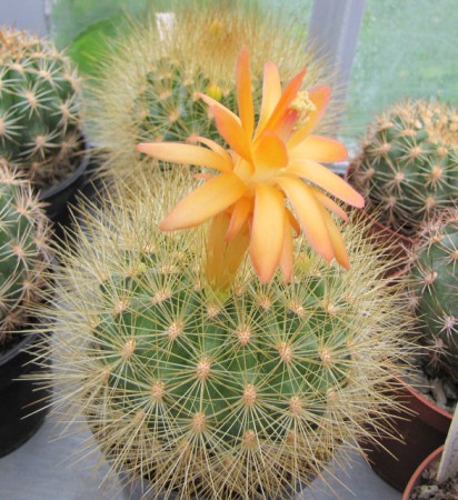 Matucana myriacantha